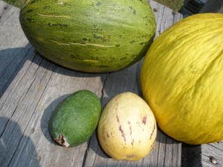 Exotic Melons