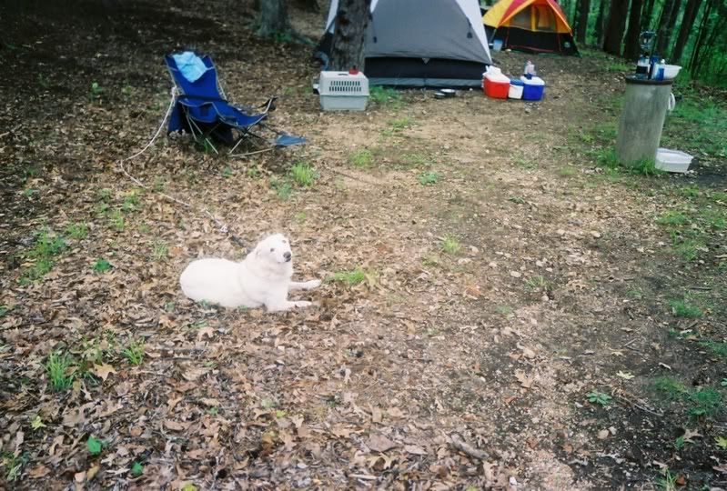 Fifth annual fall Buffalo River campout.... - Homesteading Questions