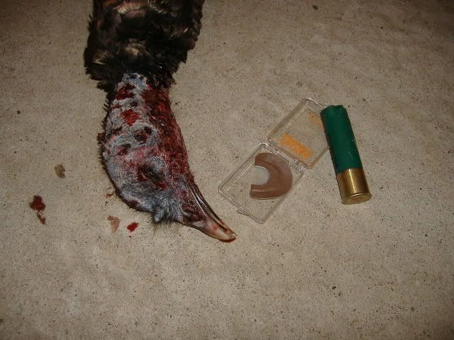 11-27-07Hen4.jpg