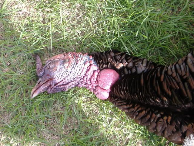 Turkey-Head.jpg