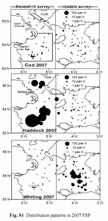 Cod-haddock-whiting-survey.jpg