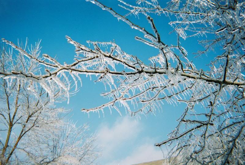 photo ice-storm-09-branches.jpg