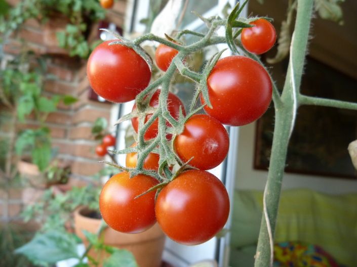 Tomates Cherrys