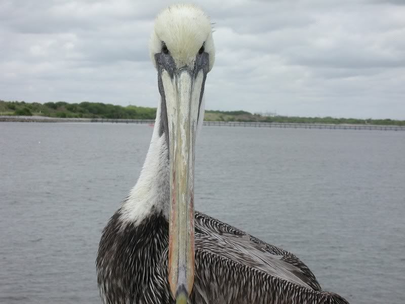c_pelican.jpg