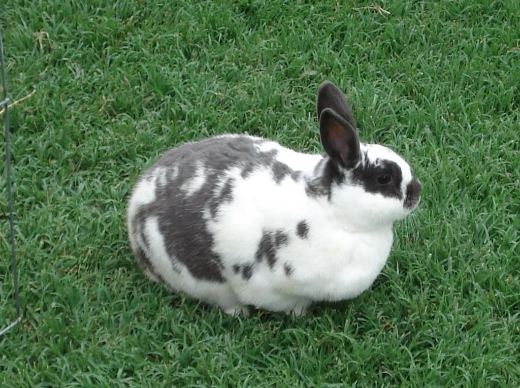 Do Bunnies Like To Get Wet at Shirley Murray blog