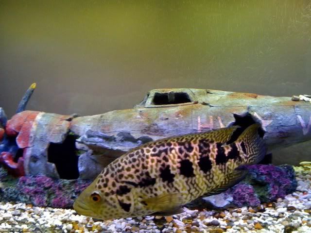 Jag Fish