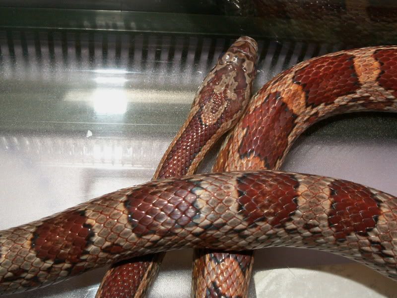PICT0131.jpg