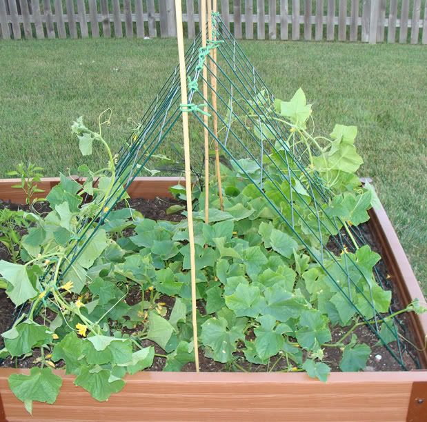 We built a cucumber trellis this past weekend so they don't overtake the 