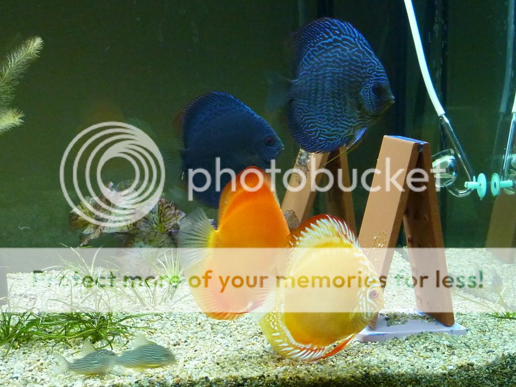 Two pairs of discus breeding in planted tank