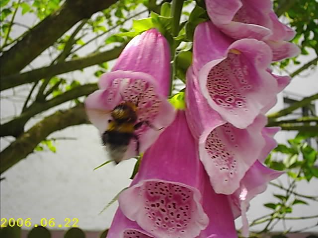 IMAG0039.jpg