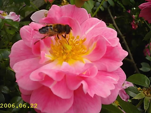 IMAG0051.jpg